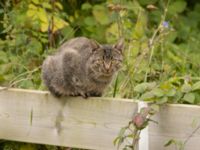 Felis catus Badplatsen, Klagshamns udde, Malmö, Skåne, Sweden 20220928_0038