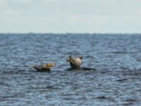 Halichoerus grypus Ölands södra udde, Ottenby, Mörbylånga, Öland, Sweden 20101016B 149