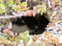 Lemmus lemmus Nordkalottenleden Boarrasacohkka-Pålnostugan-Baktajavri, Torne lappmark, Lappland, Sweden 20150709B_0726