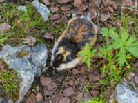 Lemmus lemmus Nordkalottenleden Boarrasacohkka-Pålnostugan-Baktajavri, Torne lappmark, Lappland, Sweden 20150709B_0794