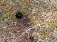 Lemmus lemmus Nordkalottenleden Boarrasacohkka-Pålnostugan-Baktajavri, Torne lappmark, Lappland, Sweden 20150709_0725