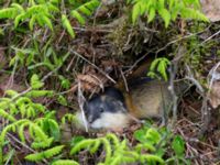 Lemmus lemmus Nordkalottenleden Boarrasacohkka-Pålnostugan-Baktajavri, Torne lappmark, Lappland, Sweden 20150709_0775