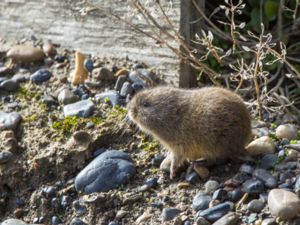 Lemmus trimucronatus - North American Brown Lemming - Brun lämmel