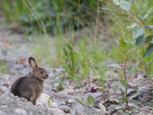 Lepus americanus - Snowshoe Hare - Snöskohare