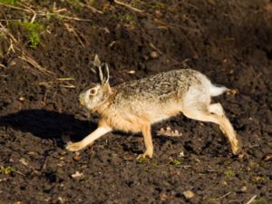 Lepus europaeus - European Hare - Fälthare