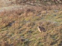 Lepus europaeus Käglinge hästbacke, Malmö, Skåne, Sweden 20220115_0051