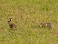 Lepus europaeus Käglinge hästbacke, Malmö, Skåne, Sweden 20220719_0032