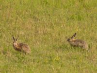 Lepus europaeus Käglinge hästbacke, Malmö, Skåne, Sweden 20220719_0037