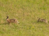 Lepus europaeus Käglinge hästbacke, Malmö, Skåne, Sweden 20220719_0039