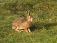 Lepus europaeus Käglinge hästbacke, Malmö, Skåne, Sweden 20221023_0010