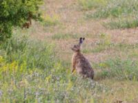 Lepus europaeus Käglinge hästbacke, Malmö, Skåne, Sweden 20230625_0172