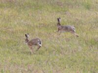 Lepus europaeus Käglinge hästbacke, Malmö, Skåne, Sweden 20240609_0035