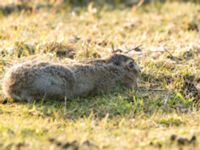 Lepus europaeus Malmödammen, Tygelsjö ängar, Malmö, Skåne, Sweden 20160309_0023