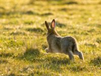 Lepus europaeus Malmödammen, Tygelsjö ängar, Malmö, Skåne, Sweden 20160309_0028