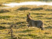 Lepus europaeus Malmödammen, Tygelsjö ängar, Malmö, Skåne, Sweden 20160309_0032