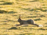 Lepus europaeus Malmödammen, Tygelsjö ängar, Malmö, Skåne, Sweden 20160309_0034