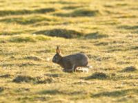 Lepus europaeus Malmödammen, Tygelsjö ängar, Malmö, Skåne, Sweden 20160309_0035