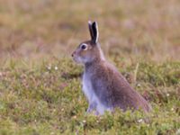 Lepus othus Kougarok road, Nome, Alaska, USA 20140620_0111