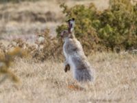 Lepus timidus Gösslunda, Mörbylånga, Öland, Sweden 20160410_0140