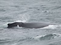 Megaptera novaeangliae Resurrection Bay, Seward, Alaska, USA 20140616_0232