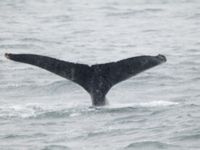 Megaptera novaeangliae Resurrection Bay, Seward, Alaska, USA 20140616_0264