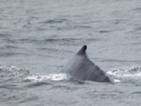 Megaptera novaeangliae Resurrection Bay, Seward, Alaska, USA 20140616_0270