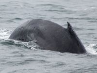 Megaptera novaeangliae Resurrection Bay, Seward, Alaska, USA 20140616_0289