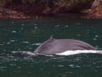 Megaptera novaeangliae Resurrection Bay, Seward, Alaska, USA 20140616_0729