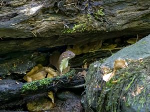 Mustela nivalis - Least Weasel - Småvessla