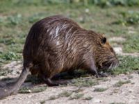 Myocastor coypus Hula lake, Israel 20130401 029