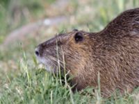 Myocastor coypus Hula lake, Israel 20130401 051