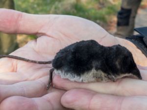 Neomys fodiens - Eurasian Water Shrew - Vattennäbbmus