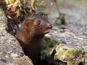 Neovison vison - American Mink - Mink