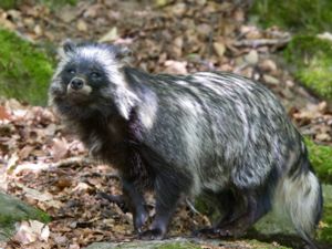 Nyctereutes procyonoides - Racoon Dog - Mårdhund