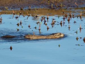 Ondatra zibethicus - Muskrat - Bisam