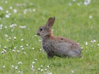 Oryctolagus cuniculus Bågskyttebanan, Ribersborg, Malmö, Skåne, Sweden 20240505_0009