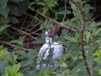 Oryctolagus cuniculus Järavallen, Kävlinge, Skåne, Sweden 20160709_0017