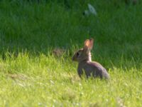 Oryctolagus cuniculus Lernacken, Malmö, Skåne, Sweden 20140527_0001