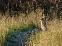 Oryctolagus cuniculus Luftkastellet, Malmö, Skåne, Sweden 20191030_0006