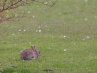 Oryctolagus cuniculus Sibbarp, Malmö, Skåne, Sweden 20150420_0041