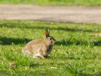 Oryctolagus cuniculus St Pauli M kyrkogård, Malmö, Skåne, Sweden 20180419_0051