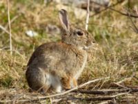 Oryctolagus cuniculus Tångupplaget, Ribersborg, Malmö, Skåne, Sweden 20220329_0002