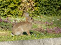 Oryctolagus cuniculus, St Pauli S kyrkogård, Malmö, Skåne, Sweden 20190420_0030