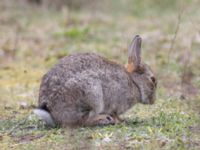 Oryctolagus europaeus Scaniaparken, Malmö, Skåne, Sweden 20240330_0060