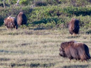 Ovibos moschatus - Muskox - Myskoxe