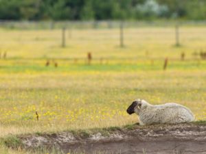 Ovis aries - Domestic Sheep - Tamfår