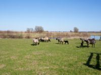 Ovis aries Björkelundadammen, Malmö, Skåne, Sweden 20130501-86