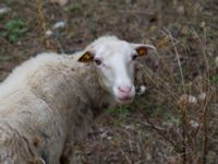 Ovis aries Boquer vally, Mallorca, Spain 20120929 013