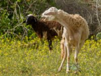 Ovis aries Café Aya, Tinsekht, Morocco 20180225_0238