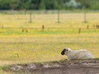 Ovis aries aries Knösen, Falsterbohalvön, Vellinge, Skåne, Sweden 20160729_0143